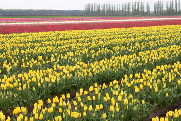 Obraz premium Many colorful tulips on fields during spring. Tulips are grown in rows by variety. Yellow tulips.