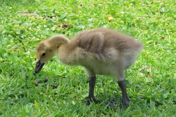 Gosling of canadian goose on the grass, closeup