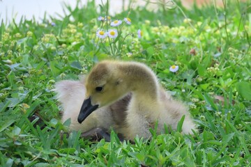 Gosling of canadian goose on the grass, closeup