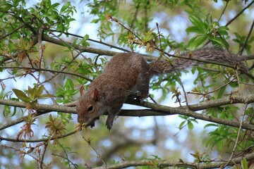 Gray american squirrel eating young shoots on tree against blue sky in Florida nature