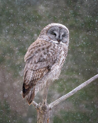 Great Gray Owl in the snow