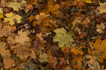 texture of yellow autumn maple leaves