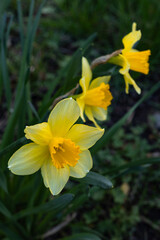 Obraz premium yellow narcissus flowers in a flowerbed