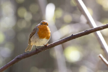 Robin redbreast (Erithacus rubecula) is small brownish