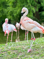 Pink flamingos in green garden