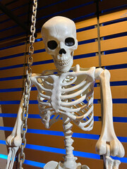 Skeleton figure sitting on a wooden swing against the background of a wooden house. Halloween concept.