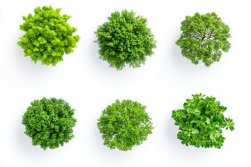 Six green bushes viewed from above on white background