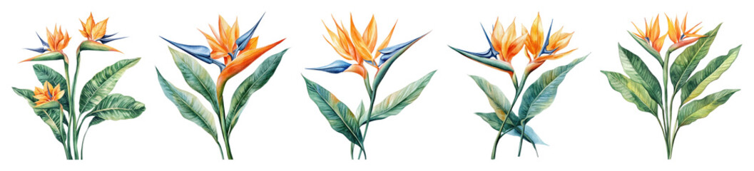 PNG Vibrant tropical bird-of-paradise flowers, element set on transparent background