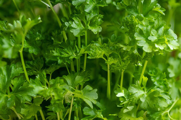Parsley (Petroselinum) is a genus of biennial plants in the Apiaceae family, whose members are widely used in the food industry. It originates from the eastern Mediterranean and has spread throughout 