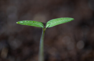 fresh sprouted tomato plant seed, close-up macro shot of growing plant