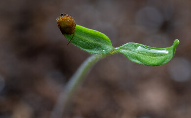 fresh sprouted tomato plant seed, close-up macro shot of growing plant