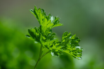 Parsley (Petroselinum) is a genus of biennial plants in the Apiaceae family, whose members are widely used in the food industry. It originates from the eastern Mediterranean and has spread throughout 