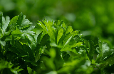 Parsley (Petroselinum) is a genus of biennial plants in the Apiaceae family, whose members are widely used in the food industry. It originates from the eastern Mediterranean and has spread throughout 