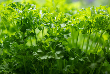 Parsley (Petroselinum) is a genus of biennial plants in the Apiaceae family, whose members are widely used in the food industry. It originates from the eastern Mediterranean and has spread throughout 