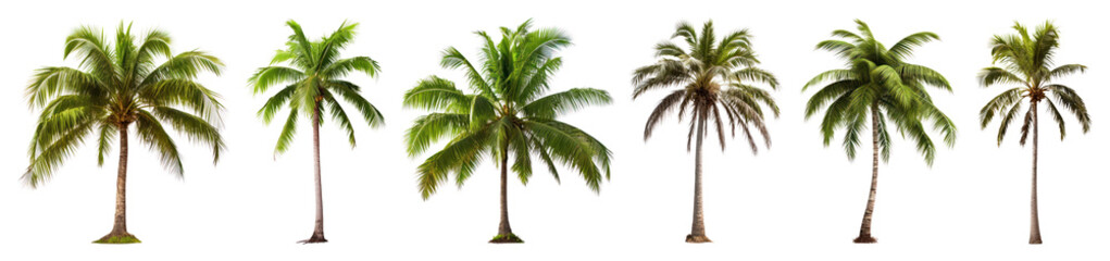 PNG Tropical palm trees illustration, element set on transparent background