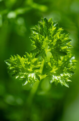 Parsley (Petroselinum) is a genus of biennial plants in the Apiaceae family, whose members are widely used in the food industry. It originates from the eastern Mediterranean and has spread throughout 