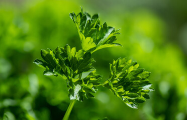 Parsley (Petroselinum) is a genus of biennial plants in the Apiaceae family, whose members are...