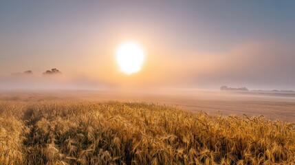 Fototapeta premium Beautiful sunrise over the field with morning mist
