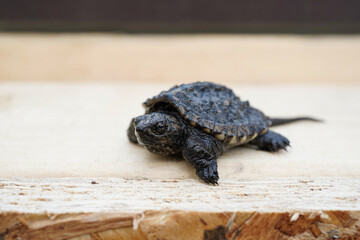 Baby snapping turtle. Up close, detailed image.