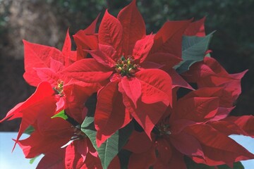 Euphorbia pulcherrima - Poinsettia in Bloom
