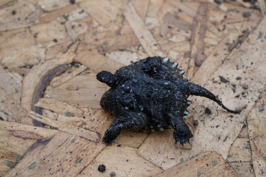 Upside down baby snapping turtle. Up close, detailed image.
