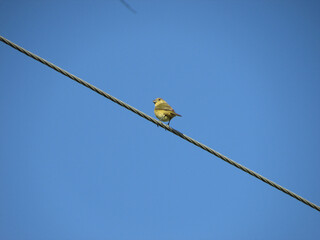 A little bird perched on a wire on a blue sky day