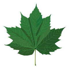 Detailed illustration of a green maple leaf with prominent veins, serrated edges, and natural elegance