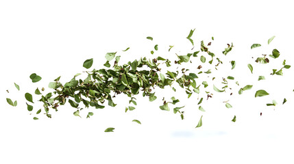 Scattered pile of green oregano leaves on a white background.