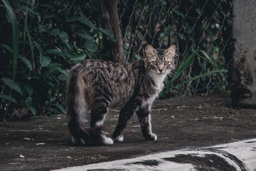 gato