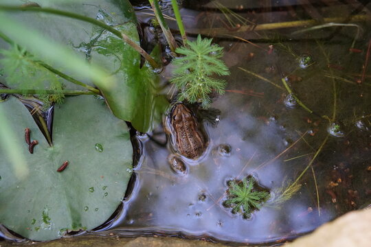 frog, pond, green water, algae, april 2025, sony a6000, animal, bibo park, nature reserve, spain, plant, reflection, frogs, amphibian vertebrate, 