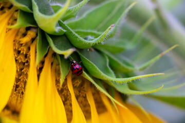 Close-up of a ladybug on the green stem of a sunflower. Captures detailed insect life and nature's vibrant colors in summer.