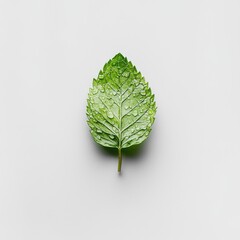 Fresh, vibrant green leaf, water droplets