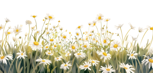 PNG A field of white daisies with leaves and grass daisy illustration background.