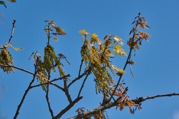 Red oak (lat. Quercus rubra) blooms, inflorescences bloom. Red oak (lat. Quercus rubra) is a tree,...