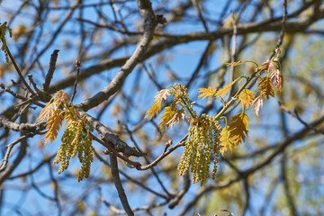 Red oak (lat. Quercus rubra) blooms, inflorescences bloom. Red oak (lat. Quercus rubra) is a tree,...