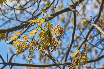Red oak (lat. Quercus rubra) blooms, inflorescences bloom. Red oak (lat. Quercus rubra) is a tree, a species of the genus Oak of the Beech family (Fagaceae). Spring.