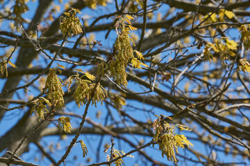 Red oak (lat. Quercus rubra) blooms, inflorescences bloom. Red oak (lat. Quercus rubra) is a tree,...