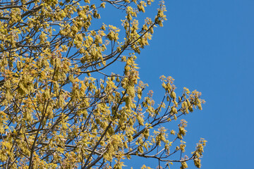 Red oak (lat. Quercus rubra) blooms, inflorescences bloom. Red oak (lat. Quercus rubra) is a tree, a species of the genus Oak of the Beech family (Fagaceae). Spring.
