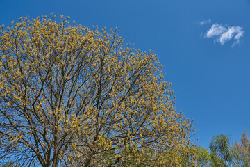 Obraz premium Red oak (lat. Quercus rubra) blooms, inflorescences bloom. Red oak (lat. Quercus rubra) is a tree, a species of the genus Oak of the Beech family (Fagaceae). Spring.