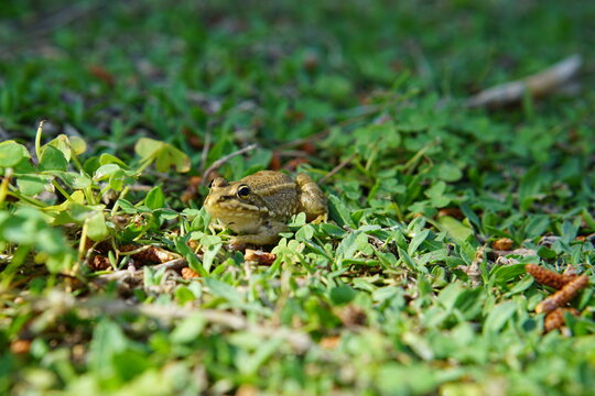 frog, pond, green water, algae, april 2025, sony a6000, animal, bibo park, nature reserve, spain, plant, reflection, frogs, amphibian vertebrate, 