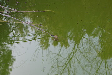 frog, pond, green water, algae, april 2025, sony a6000, animal, bibo park, nature reserve, spain, plant, reflection, frogs, amphibian vertebrate, 