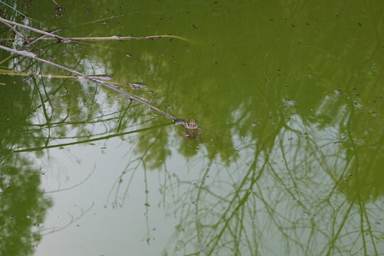frog, pond, green water, algae, april 2025, sony a6000, animal, bibo park, nature reserve, spain, plant, reflection, frogs, amphibian vertebrate, 