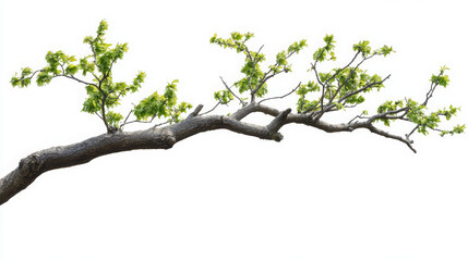 Fototapeta premium Tree Branch Isolated on White with Clipping Path