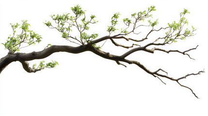 Fototapeta premium Tree Branch Isolated on White with Clipping Path