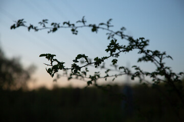 Branch silhouette of spring bush with small leaves on sunset blue sky background. Nature spring in evening at rural season field with no people. Natural colors