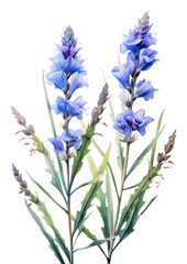 Fototapeta premium PNG Watercolor botanical flowers blue.