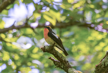 枝にとまるキビタキの雄