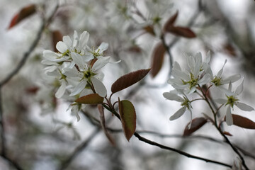 beautiful flowers of bushes in the park in spring.