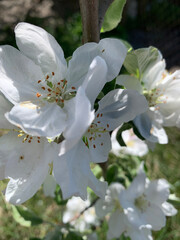 Macro close-up of delicate white blossoms on a tree branch during springtime