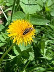 Detailed View of Bee Gathering Nectar